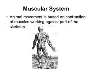 Flexor and extensor muscles