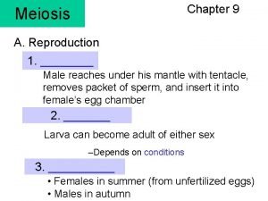 Meiosis stages