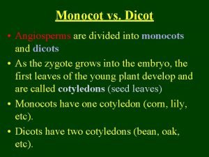 Angiosperm monocot vs dicot