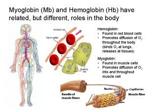 Where is myoglobin found