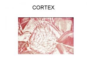 CORTEX CEREBRAL CORTEX Wrinkled Thin Layered Interconnected Plastic