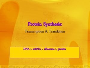 Protein Synthesis Transcription Translation DNA m RNA ribosome