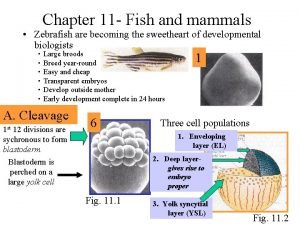 Chapter 11 Fish and mammals Zebrafish are becoming