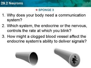 29 2 Neurons SPONGE 3 1 Why does