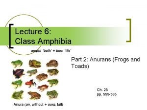 Lecture 6 Class Amphibia amphi both bios life