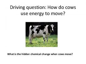 Driving question How do cows use energy to
