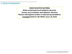 3 Phylum Proteobacteria GRAM NEGATIVE BACTERIA Wide morphological