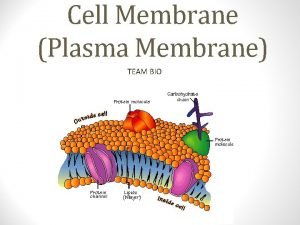 Cell Membrane Plasma Membrane TEAM BIO Cell Membrane