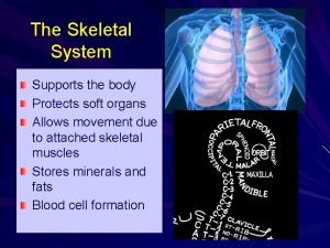 Supports the body Supports the body