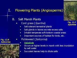 I Flowering Plants Angiosperms B Salt Marsh Plants