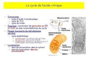 Le cycle de lacide citrique Synonymes Fonction conversion