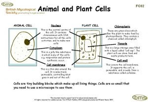 Animal and Plant Cells ANIMAL CELL Nucleus PLANT