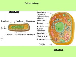 Cellular makeup Cellular makeup