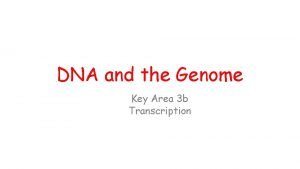 Primary mrna