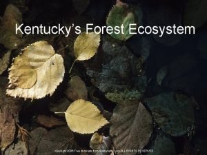 Kentuckys Forest Ecosystem copyright 2006 Free template from