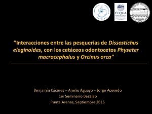 Interacciones entre las pesqueras de Dissostichus eleginoides con