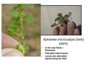 Aphanes microcarpa belly plant In the rose family