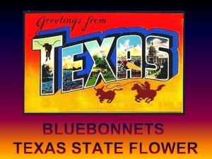 The Texas State Flower The bluebonnet is to