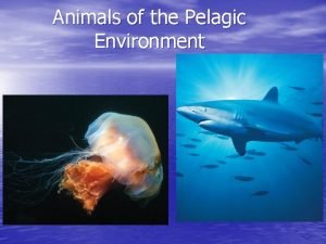 Animals of the Pelagic Environment Staying above the