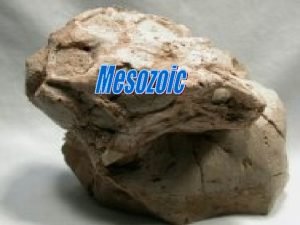 About Mesozoic The Mesozoic Era was the time