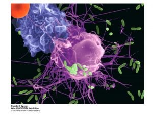 Innate and adaptive immunity The mechanisms of innate