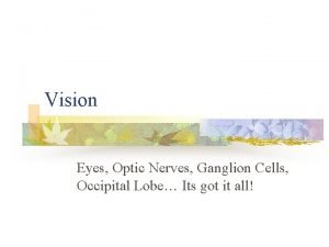 Vision Eyes Optic Nerves Ganglion Cells Occipital Lobe