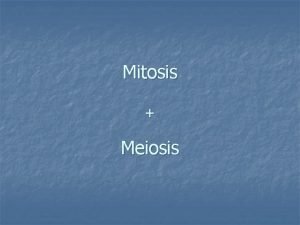 Mitosis Meiosis Mitosis n n One cell divides