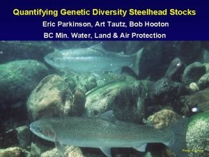 Quantifying Genetic Diversity Steelhead Stocks Eric Parkinson Art