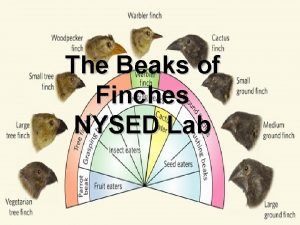 Nys beaks of finches lab