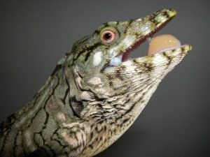 Amphibians unique characteristics
