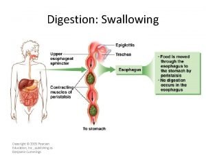 Digestion Swallowing Copyright 2005 Pearson Education Inc publishing