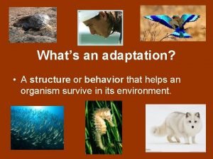 Physiological adaptations