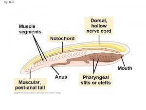 Dorsal hollow nerve cord