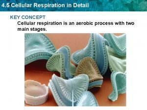 Concept 5 cellular respiration