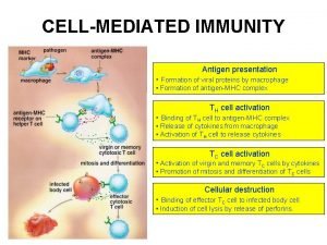 CELLMEDIATED IMMUNITY Antigen presentation Formation of viral proteins