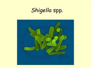 Shigella spp Shigella and Shigellosis Fecaloral transmission persontoperson