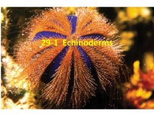 Description of echinoderms