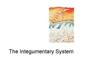 The Integumentary System The Integumentary System Integument is