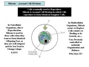 Mitosis Asexual Cell Division Cells eventually need to