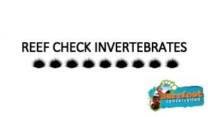 REEF CHECK INVERTEBRATES TARGET INVERTS Banded Coral Shrimp