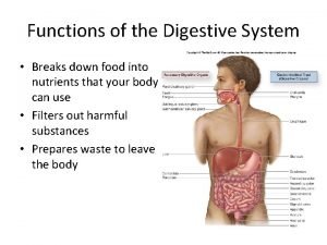 Functions of the Digestive System Breaks down food