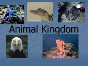 Division of animal kingdom