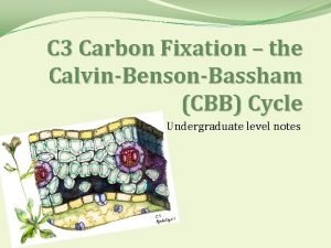 C 3 Carbon Fixation the CalvinBensonBassham CBB Cycle