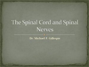 The Spinal Cord and Spinal Nerves Dr Michael