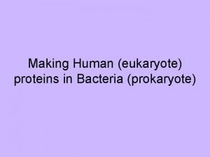 Making Human eukaryote proteins in Bacteria prokaryote Nucleus