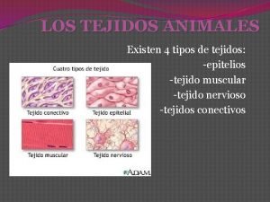 LOS TEJIDOS ANIMALES Existen 4 tipos de tejidos