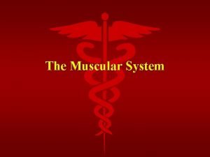 The Muscular System Functions of Muscle Tissue Movement