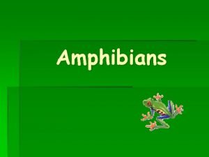 Amphibian reproductive system