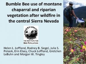 Bumble Bee use of montane chaparral and riparian