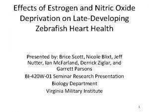 Effects of Estrogen and Nitric Oxide Deprivation on